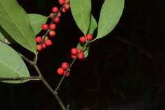 Ilex buergeri