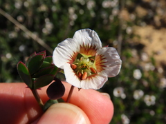 Roepera sessilifolia