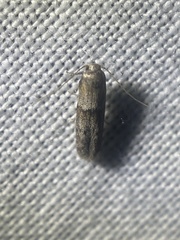 Pigritia