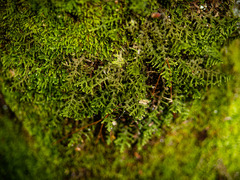 Porella platyphylla