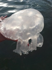 Rhizostoma pulmo