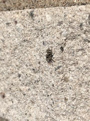 Salticinae
