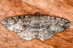 Melanolophia canadaria