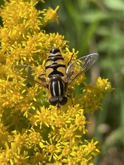 Helophilus fasciatus