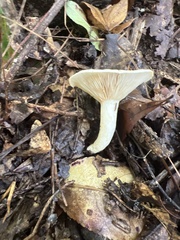 Lactifluus