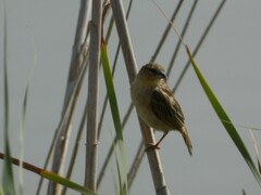 Ploceus melanocephalus