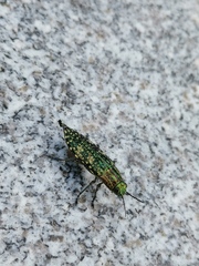 Nipponobuprestis querceti