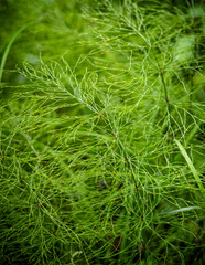 Equisetum sylvaticum