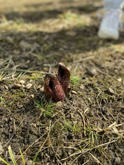 Symplocarpus foetidus