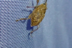 Curculio glandium