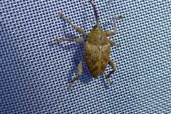 Curculio glandium