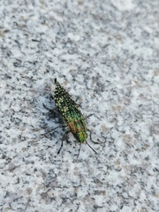 Nipponobuprestis querceti