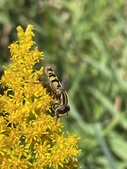 Helophilus fasciatus