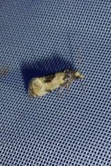 Neocochylis dubitana