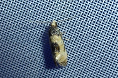 Neocochylis dubitana