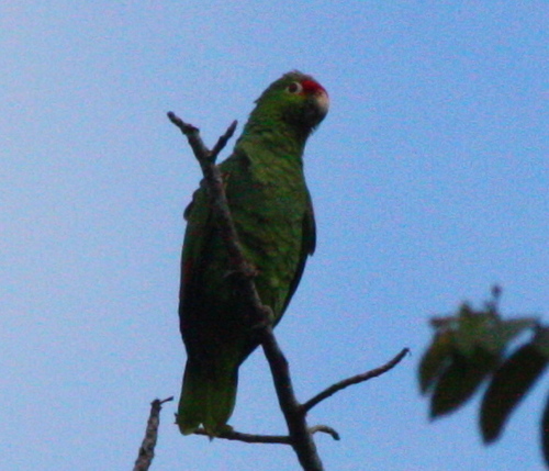 Amazona autumnalis