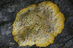 Variospora aurantia