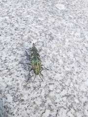 Nipponobuprestis querceti