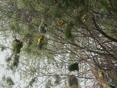 Ploceus melanocephalus