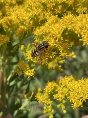 Helophilus fasciatus