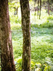 Carpinus caroliniana