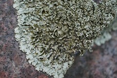 Xanthoparmelia conspersa