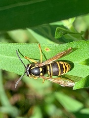 Vespula vidua