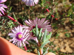 Lampranthus scaber