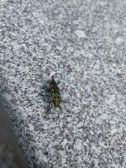 Nipponobuprestis querceti