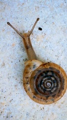 Polygyra