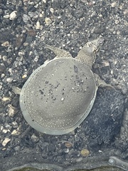 Apalone spinifera guadalupensis