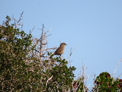 Cercotrichas coryphoeus