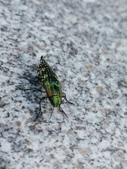 Nipponobuprestis querceti
