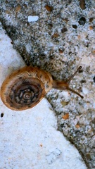 Polygyra