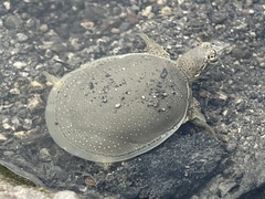 Apalone spinifera guadalupensis