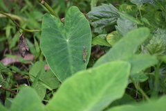 Orthoptera