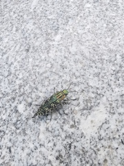 Nipponobuprestis querceti