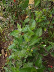 Salvia disjuncta