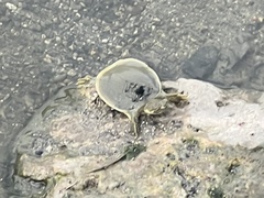 Apalone spinifera guadalupensis