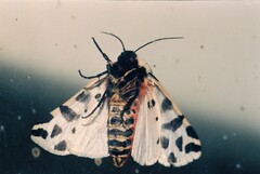 Cymbalophora pudica