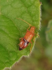 Hoplasoma unicolor