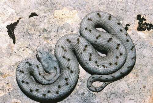 Vipera comune