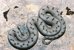 Vipera aspis aspis