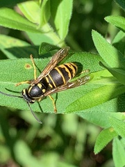 Vespula vidua