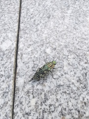 Nipponobuprestis querceti