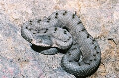 Vipera aspis aspis