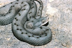 Vipera aspis aspis