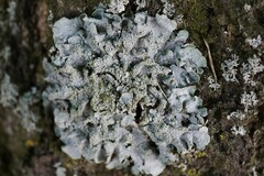 Punctelia subrudecta