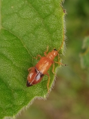 Hoplasoma unicolor