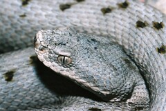 Vipera aspis aspis